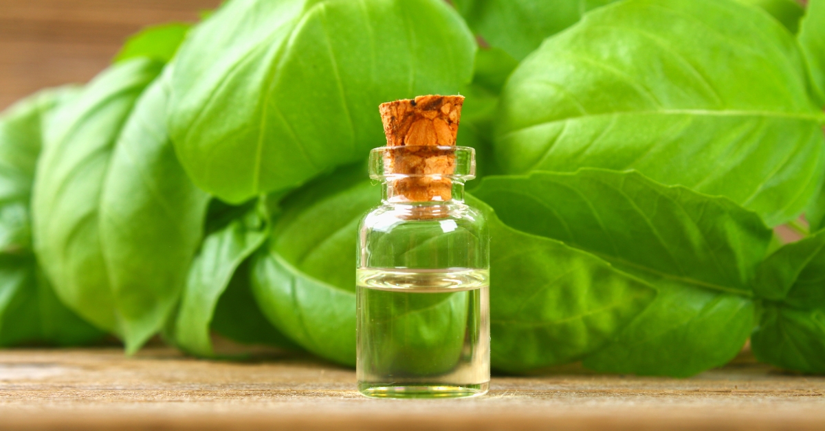 Basil Oil Basil Oil