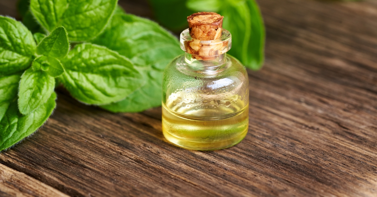 Oregano Essential Oil Oregano Essential Oil