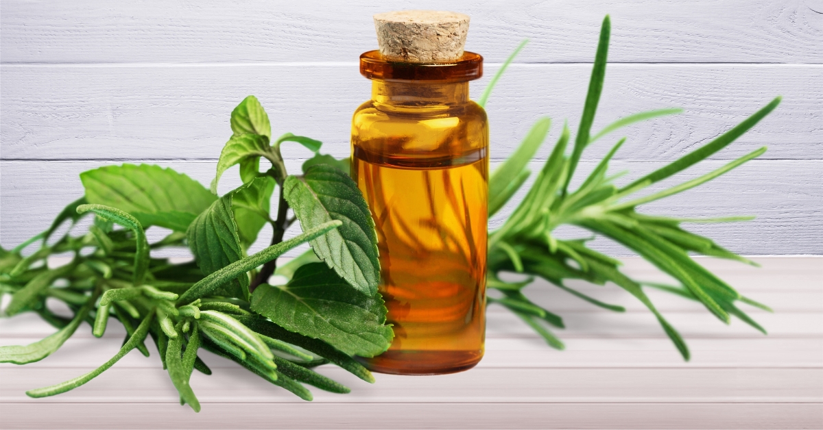 Tea Tree Oil Tea Tree Oil