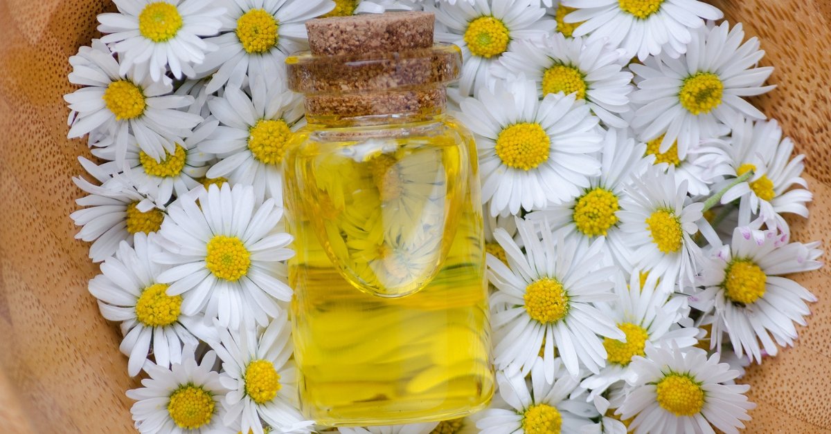 Chamomile Oil, lavender vs chamomile for anxiety